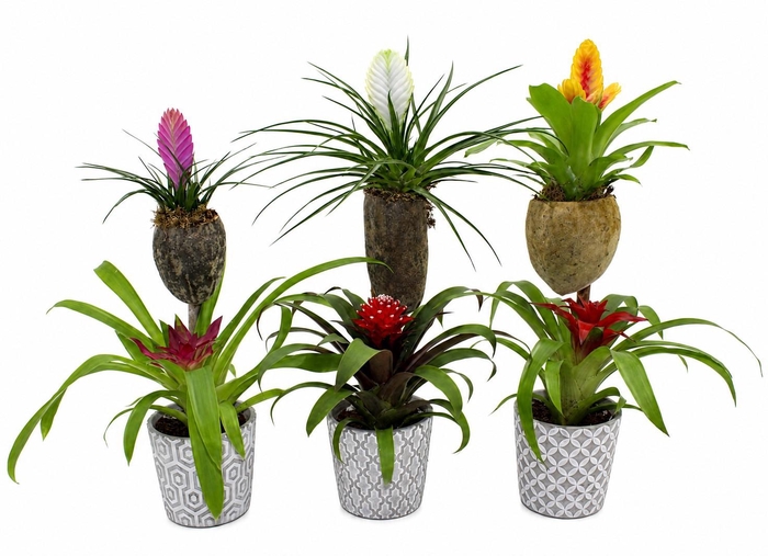 <h4>Bromelia Op Hout Bonami Gemengd Torrvieja</h4>