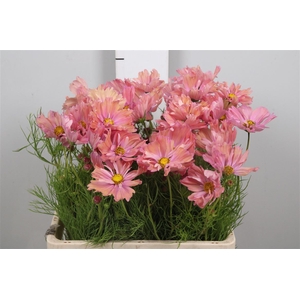 Cosmos Bipin Apricot