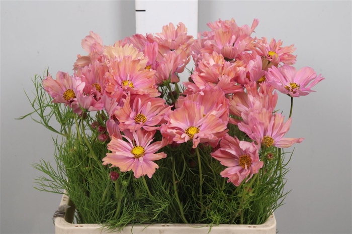 <h4>Cosmos Bipin Apricot</h4>