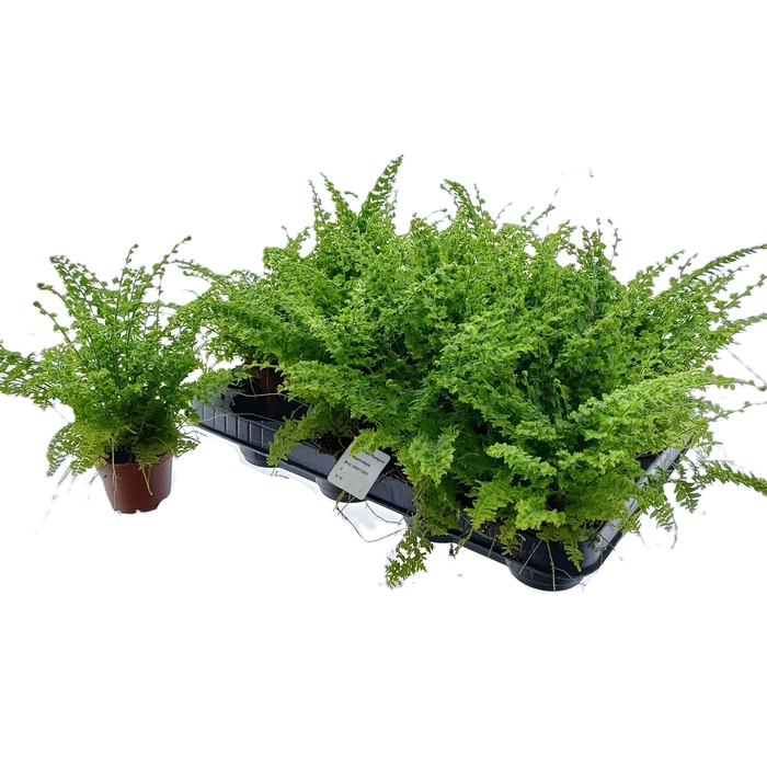 <h4>NEPHR EX GREEN FANTA</h4>