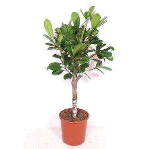 Ficus Cyathistipula