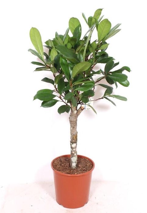 <h4>Ficus Cyathistipula</h4>