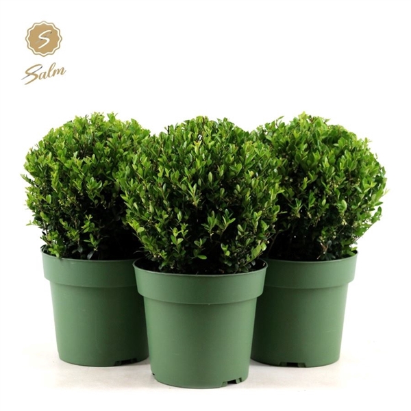 Buxus semp. Ball Ø25cm P21