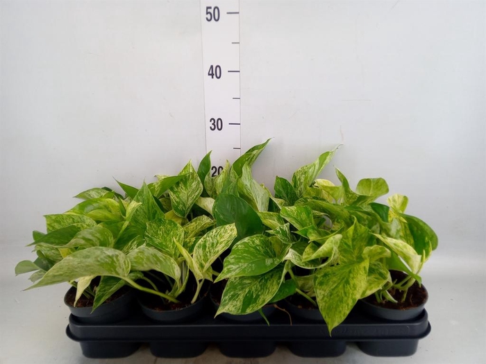<h4>Epipremnum pinn. 'Marble Queen'</h4>