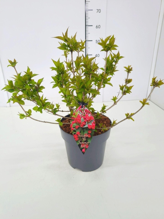 <h4>Weigela overig</h4>