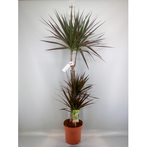 Dracaena marg. 'Magenta'