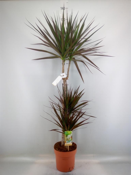 <h4>Dracaena marg. 'Magenta'</h4>