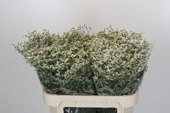 <h4>Limonium China White</h4>