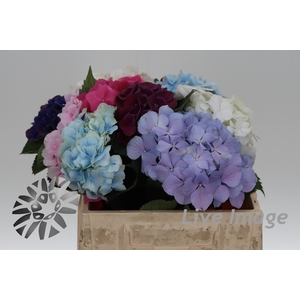 Hydrangea mix in bunch