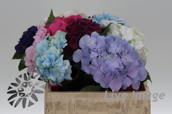 <h4>Hydrangea mix in bunch</h4>