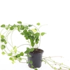 Vinca major