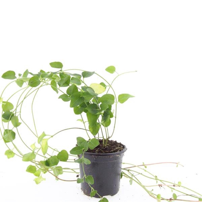 <h4>Vinca major</h4>