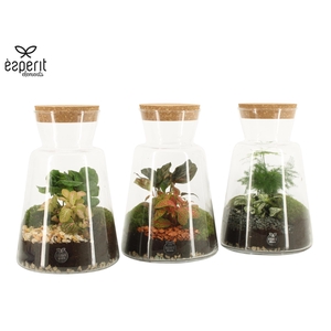 90895: Terrarium arrangement