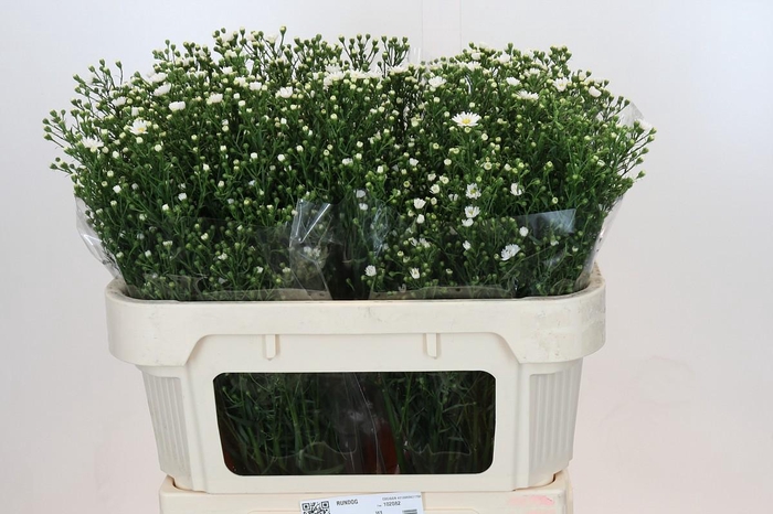 <h4>Aster Paquita</h4>