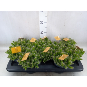 Hylocereus undatus