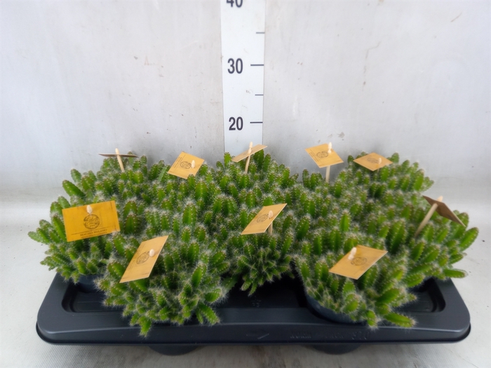 <h4>Hylocereus undatus</h4>