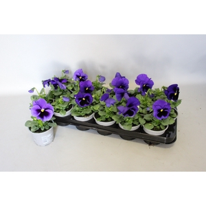 Viola wittrockiana F1 Blue Blotch