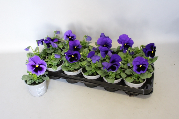 Viola wittrockiana F1 Blue Blotch