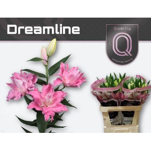 LI OR DU DREAMLINE