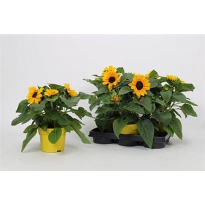 Helianthus annuus overig