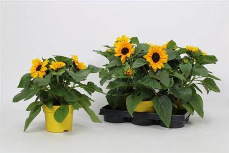 <h4>Helianthus annuus overig</h4>