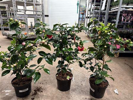 <h4>Camellia Mix 15+</h4>