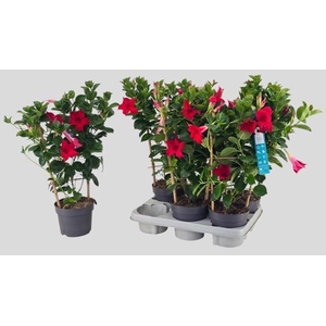 MANDE SUN RED