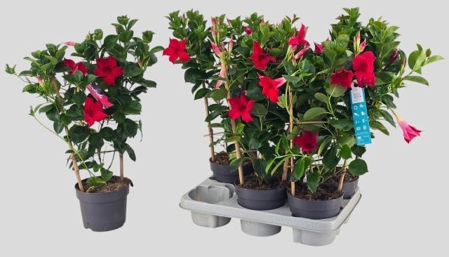 <h4>MANDE SUN RED</h4>