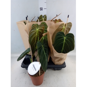 Philodendron melanochrysum