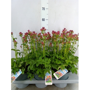 Astrantia major 'Roma'