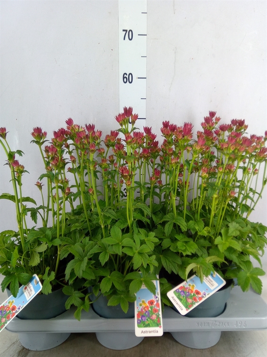 <h4>Astrantia major 'Roma'</h4>
