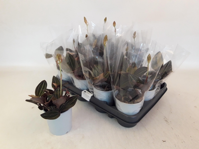 <h4>LUD DISCOLOR</h4>