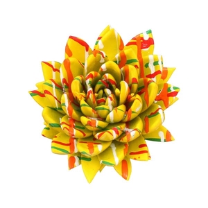 Echeveria coloured Splash yellow