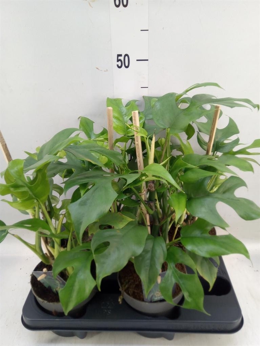 <h4>Philodendron ...</h4>