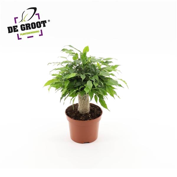 <h4>Ficus benjamina 'Green Kinky'</h4>