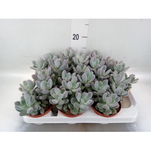 Cotyledon 'Coral'