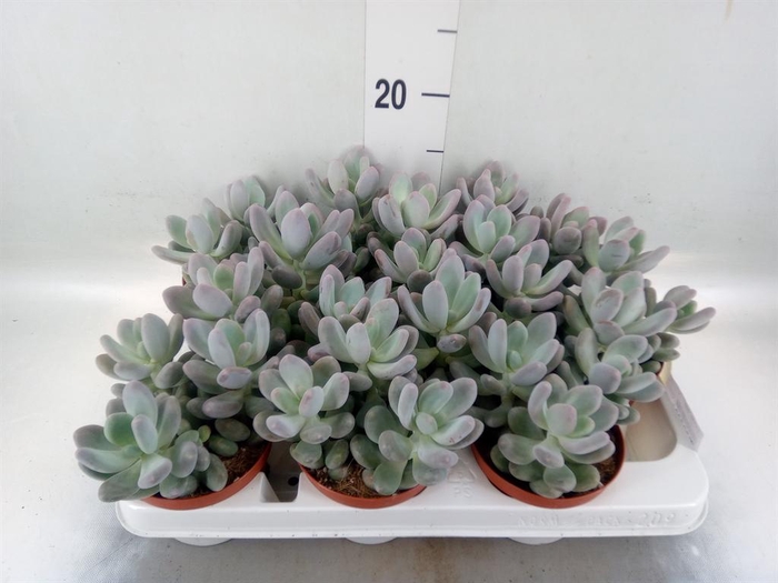 <h4>Cotyledon  'Coral'</h4>