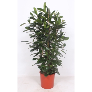 Ficus cyathistipula