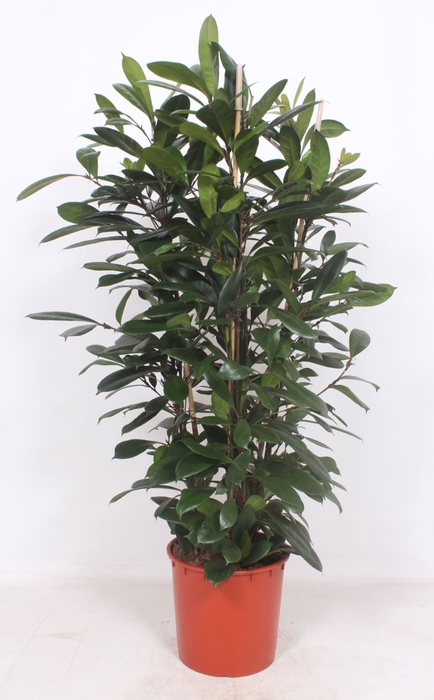 Ficus cyathistipula