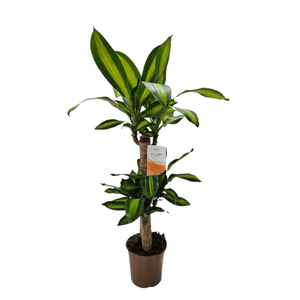 Dracaena overig
