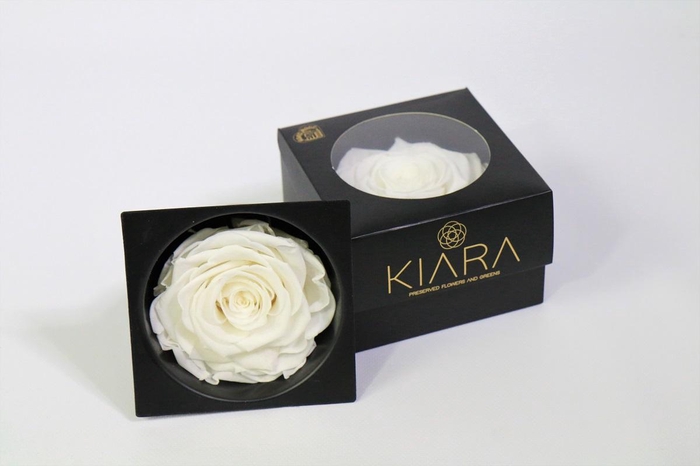 <h4>Rosa Preserved Pure White Solitarie</h4>