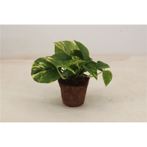 epipremnum aureum cocus pot 12cm