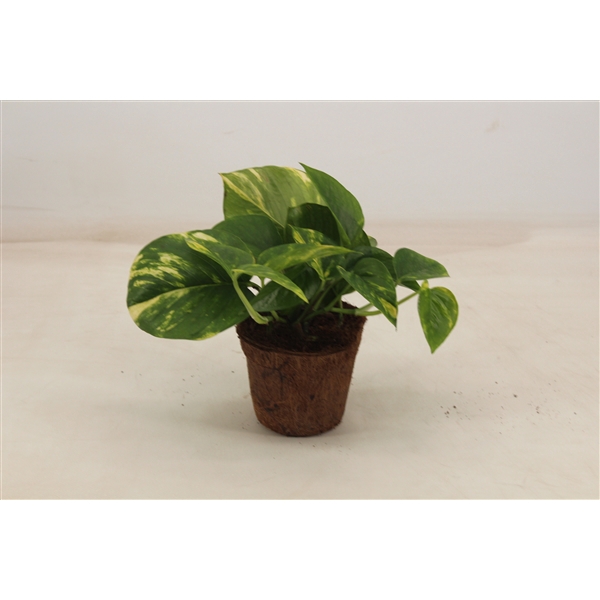 <h4>epipremnum aureum cocus pot 12cm</h4>