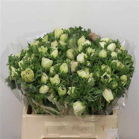 <h4>Anem Co Mar White</h4>