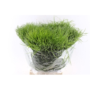 Corallo 200 Gram