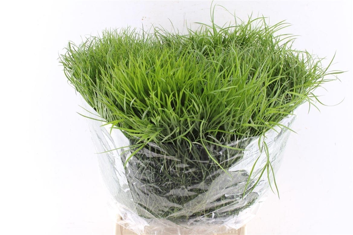 <h4>Corallo 200 Gram</h4>