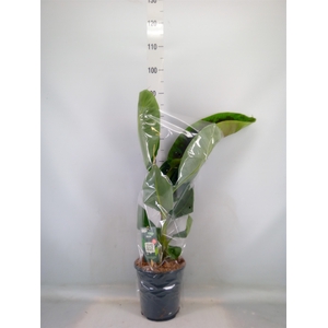 Musa  'Dwarf Cavendish'