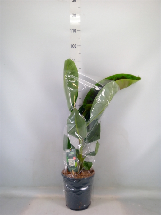 <h4>Musa  'Dwarf Cavendish'</h4>