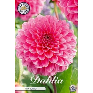Dahlia Pink Runner x1 l