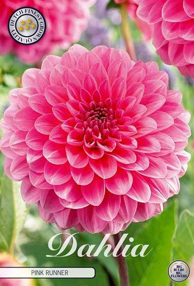 <h4>Dahlia Pink Runner x1 l</h4>